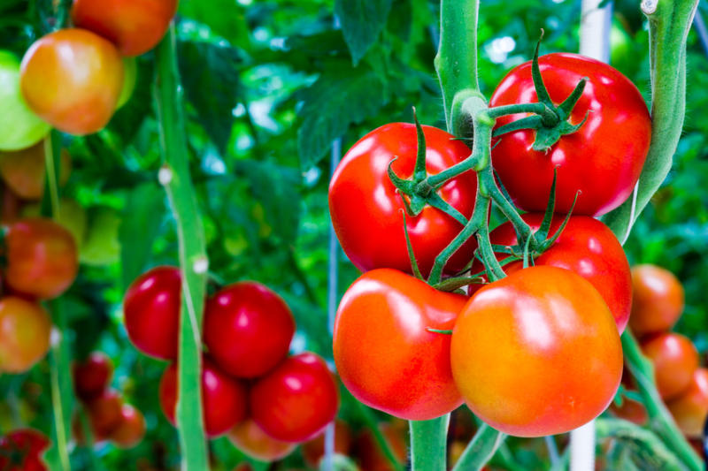 Cà chua giúp giảm cholesterol
